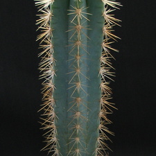 Pilosocereus pachycladus 