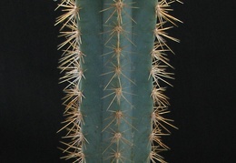 Pilosocereus pachycladus 