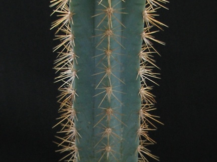 Pilosocereus pachycladus 