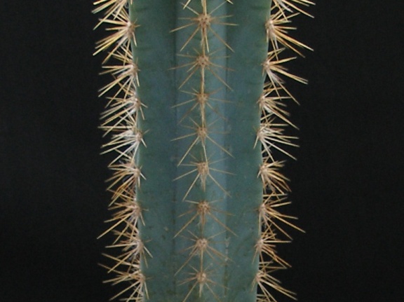 Pilosocereus pachycladus 