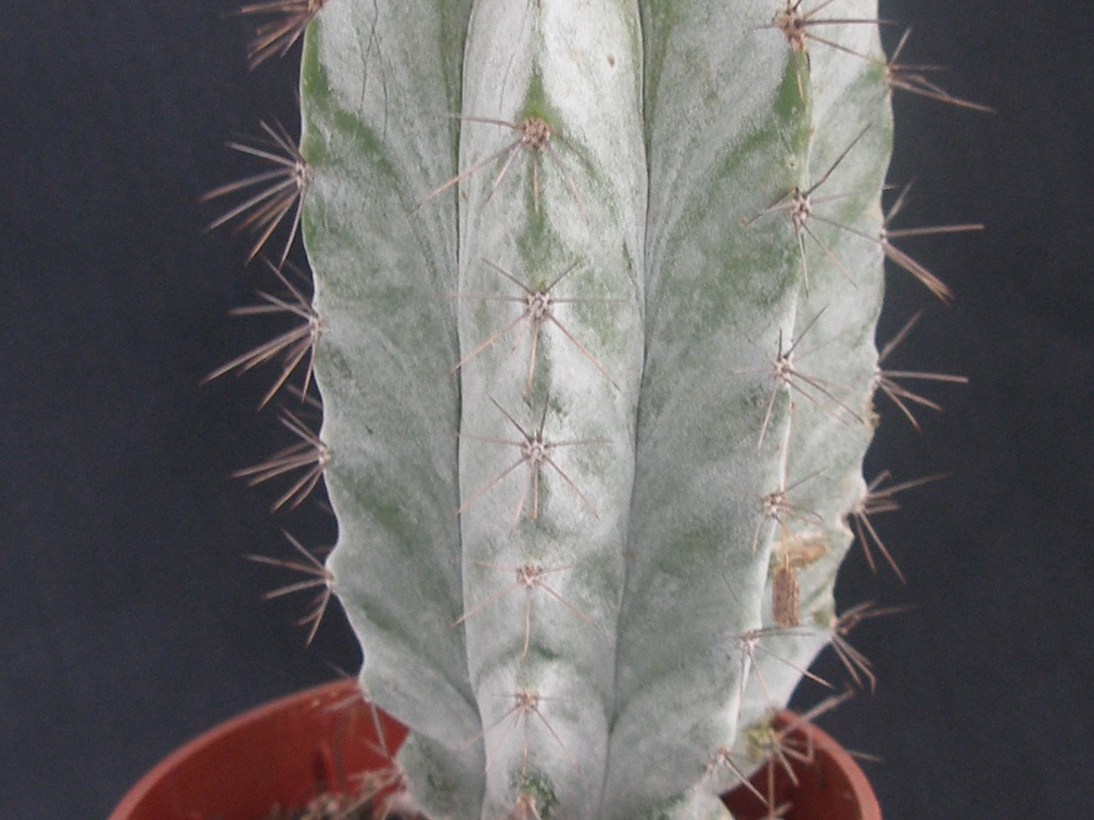 Polaskia chichipe