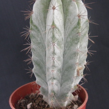 Polaskia chichipe