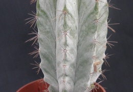Polaskia chichipe