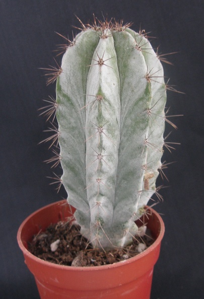 Polaskia_chichipe.JPG
