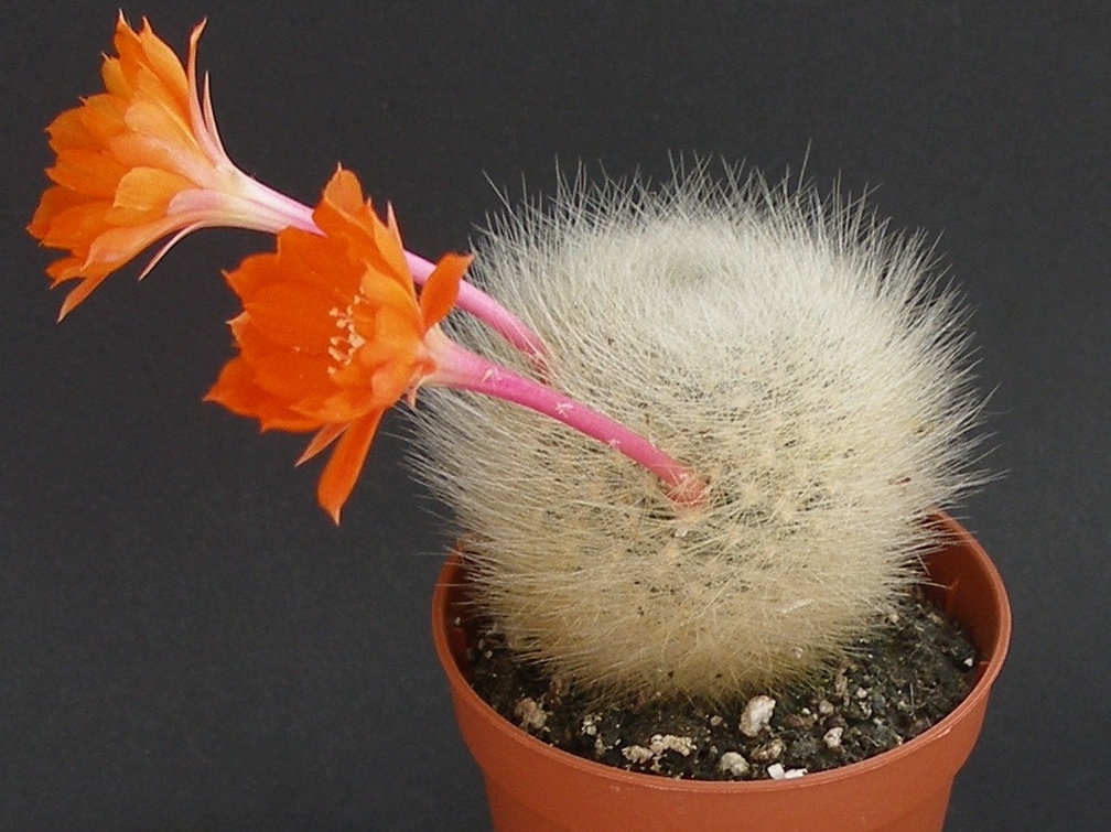 Rebutia  Aylostera  fiebrigii 