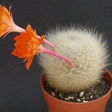 Rebutia  Aylostera  fiebrigii 