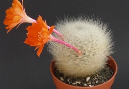 Rebutia  Aylostera  fiebrigii 