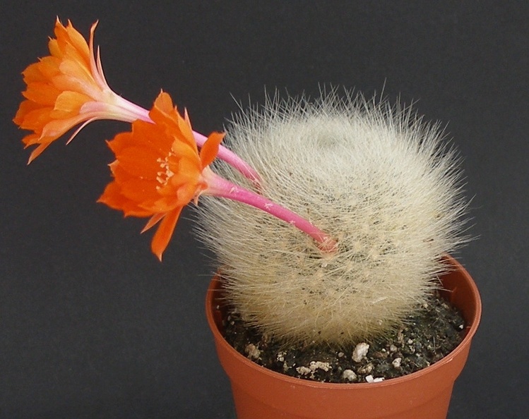 Rebutia__Aylostera__fiebrigii_.JPG