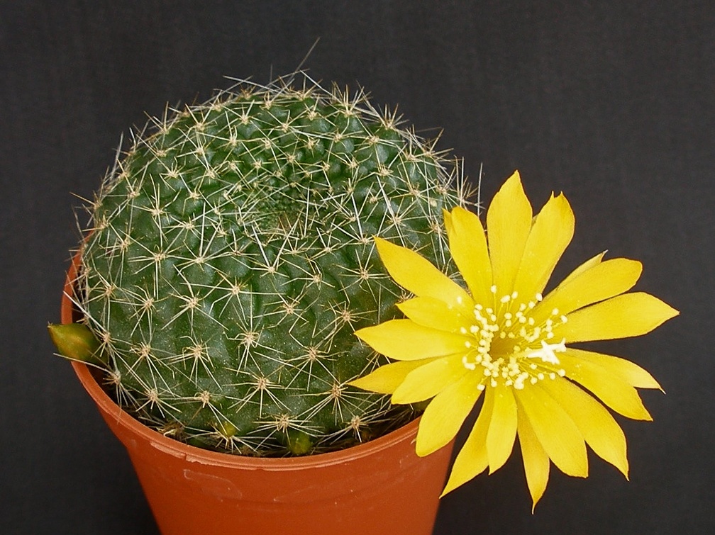 Rebutia marsoneri