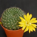 Rebutia marsoneri