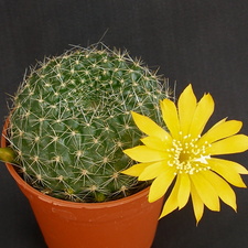 Rebutia marsoneri