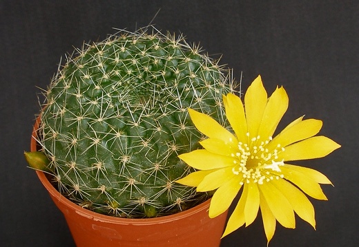 Rebutia marsoneri