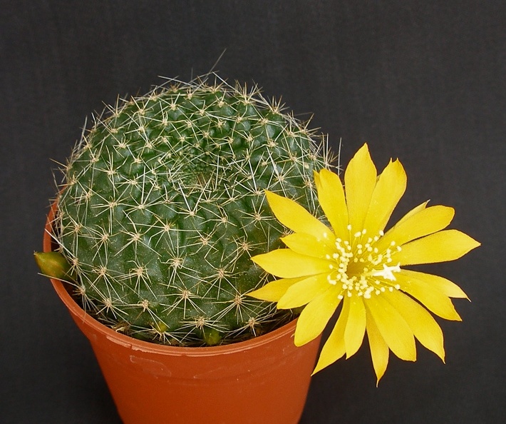 Rebutia_marsoneri.JPG