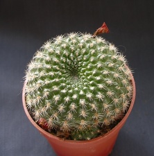 Rebutia minuscula