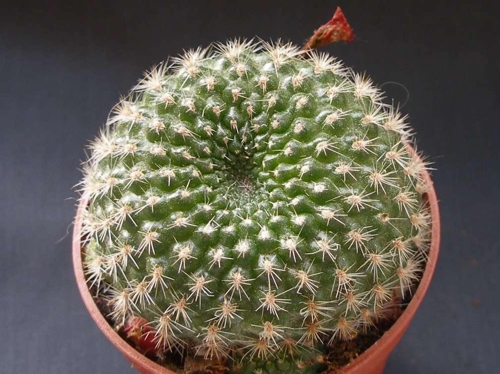 Rebutia minuscula