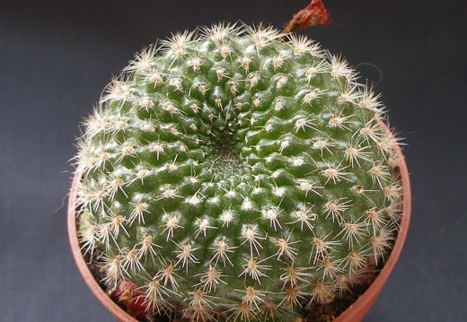 Rebutia minuscula