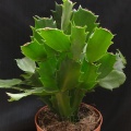 Schlumbergera hybr