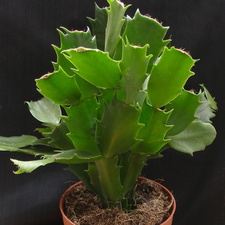 Schlumbergera hybr