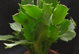 Schlumbergera hybr