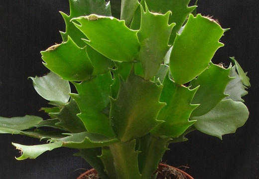Schlumbergera hybr