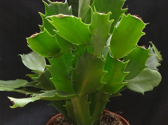 Schlumbergera hybr