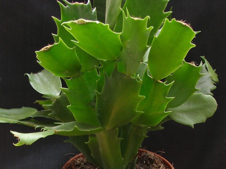 Schlumbergera hybr