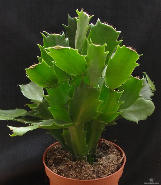 Schlumbergera_hybr.JPG