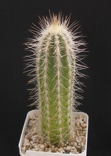 Stephanocereus leucostele