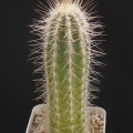 Stephanocereus leucostele