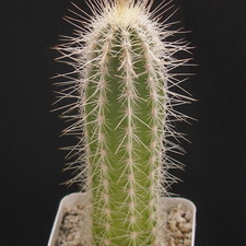Stephanocereus leucostele