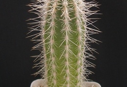 Stephanocereus leucostele