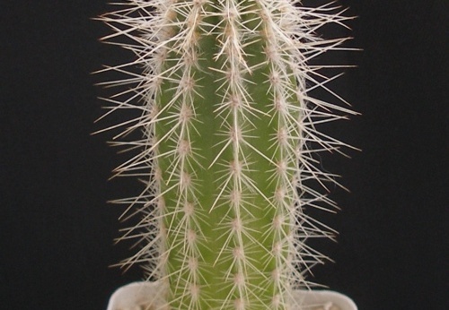 Stephanocereus leucostele