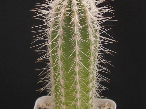 Stephanocereus leucostele