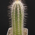 Stephanocereus_leucostele.JPG