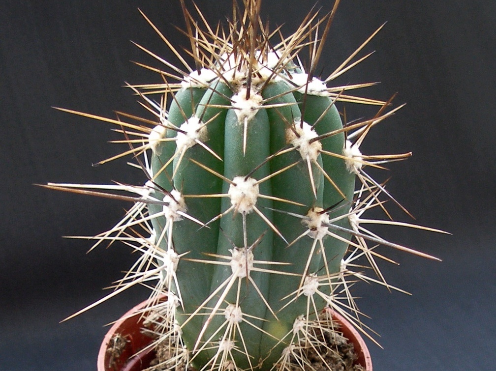 Stetsonia coryne
