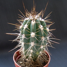 Stetsonia coryne