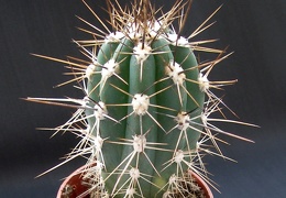 Stetsonia coryne