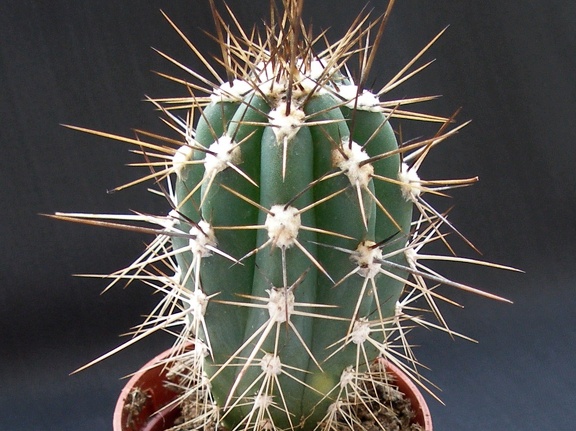 Stetsonia coryne
