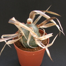 Tephrocactus articulatus v  papyracanthus