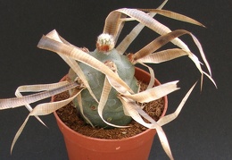 Tephrocactus articulatus v  papyracanthus