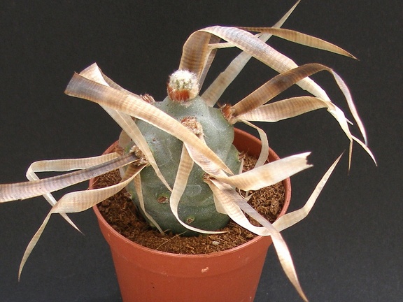 Tephrocactus articulatus v  papyracanthus