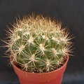 Weingartia neocumingii