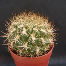 Weingartia neocumingii