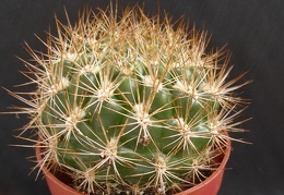 Weingartia neocumingii