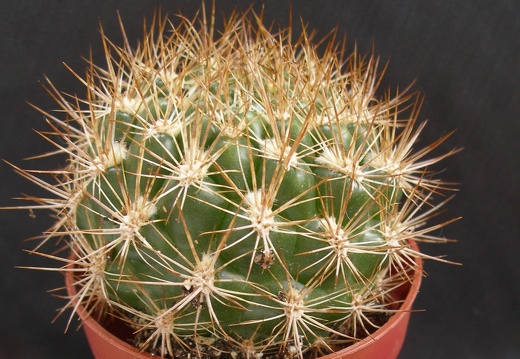 Weingartia neocumingii