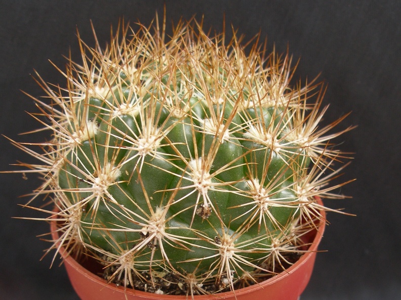 Weingartia neocumingii