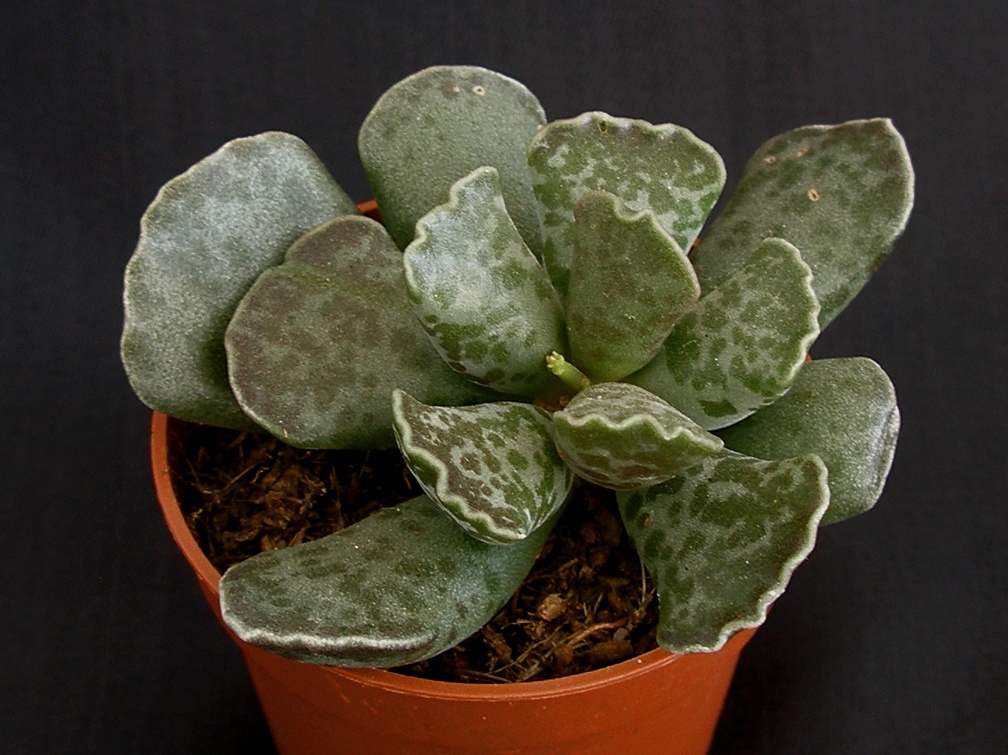 Adromischus cooperi