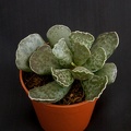 Adromischus cooperi