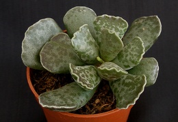 Adromischus cooperi