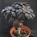 Aeonium arboreum ssp  atropurpureum cv   Schwarzkopf